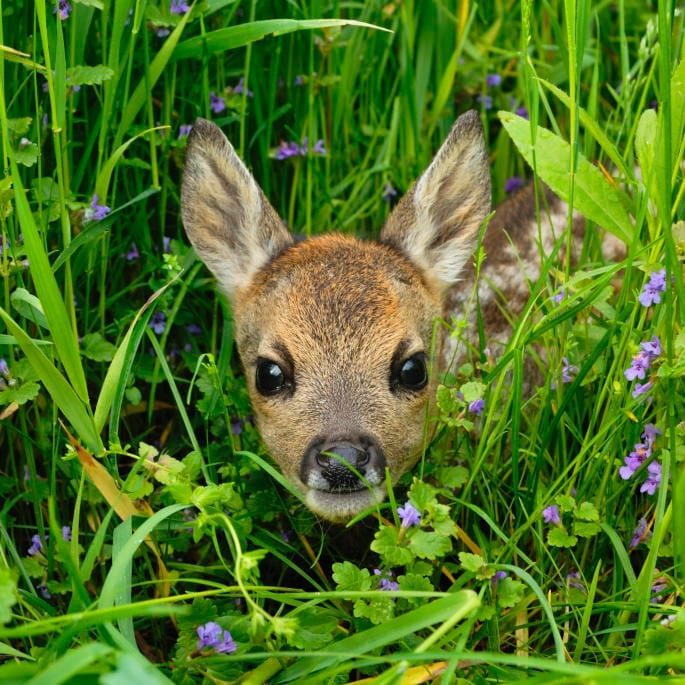 Roe deer fawn hiding in tall grass and wildflowers.