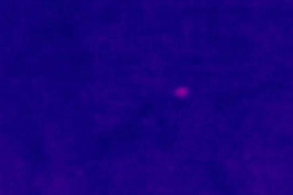 Fawn hiding in tall grass, spotted by Livio Son's thermal camera drone before mowing.