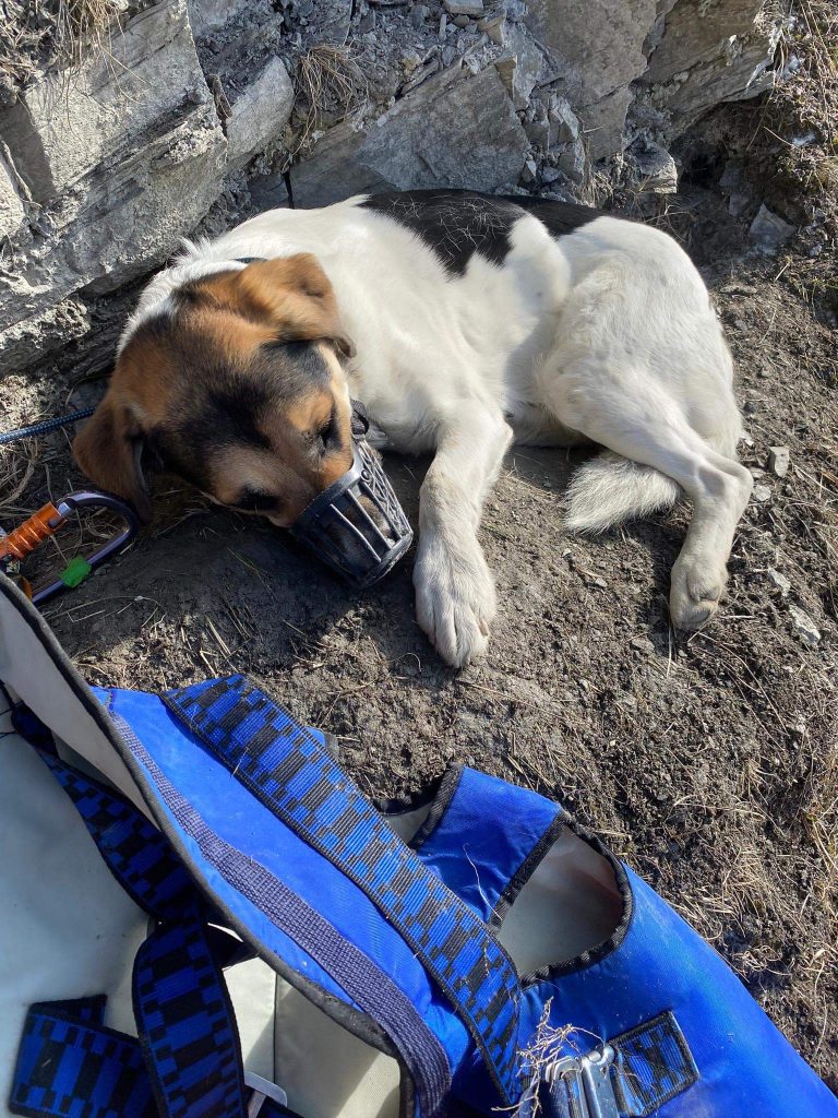 A rescued dog lying on a rocky ledge beside a blue rescue harness.