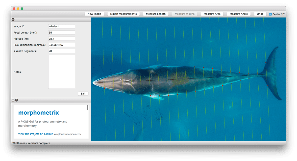 Screenshot of the MorphoMetrix software measuring a whale in a drone image.