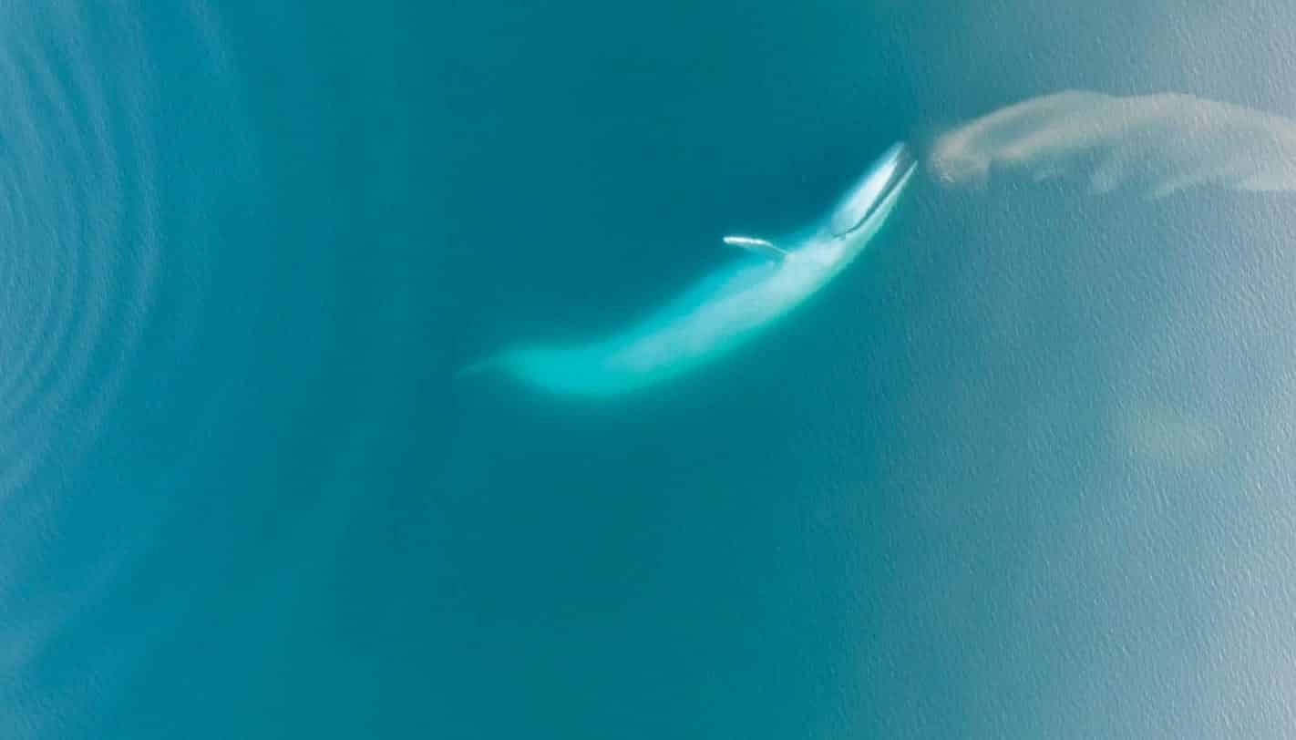 Overhead aerial of a blue whale gliding just beneath turquoise ocean water.