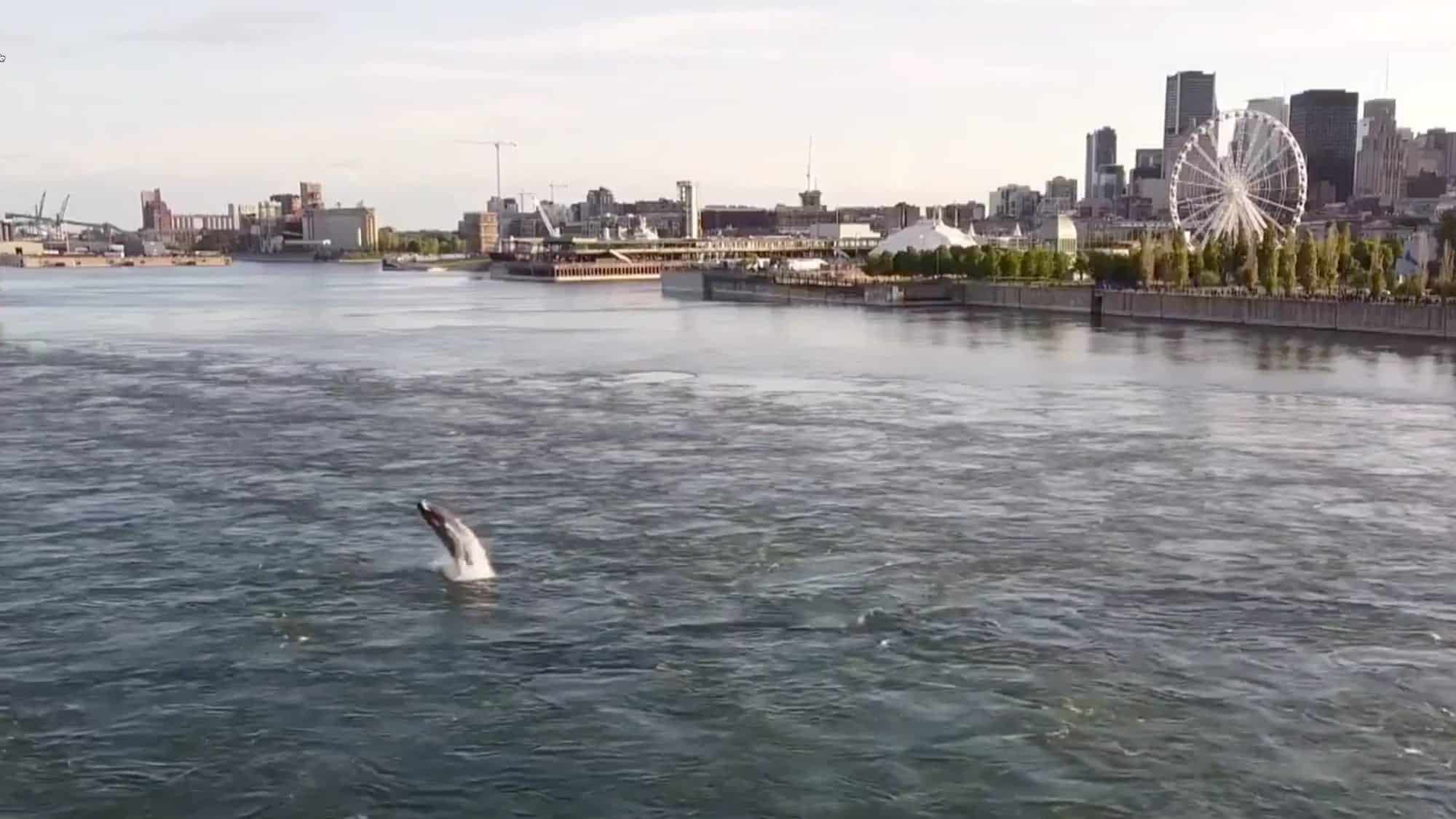 Humpback whale swimming in the St. Lawrence River near Montreal, filmed by a DJI Mavic Mini.