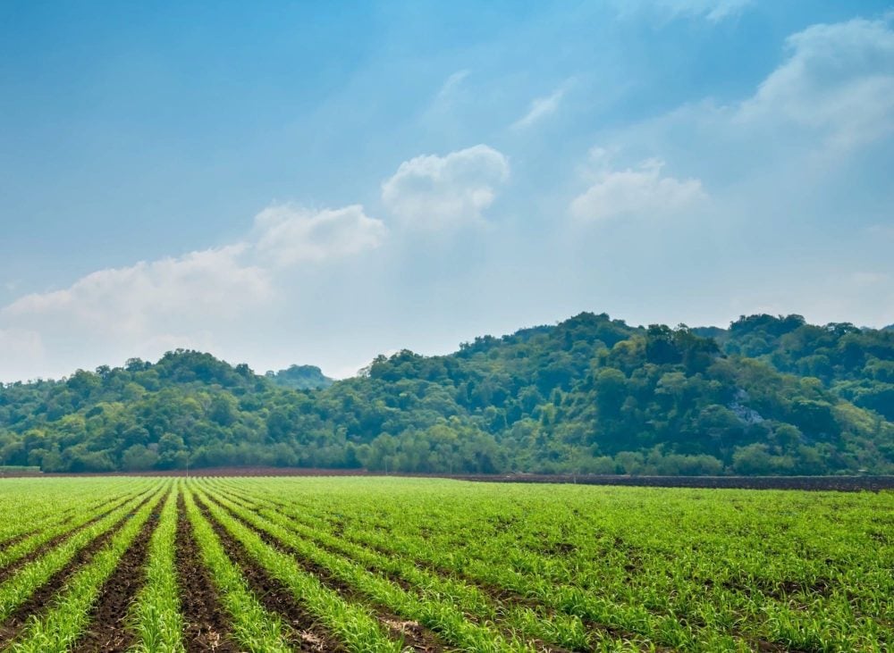 Rows of young crops in a valley field below wooded hills.