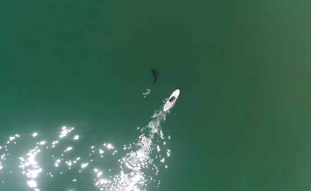 Aerial view of a paddleboarder gliding past a shark in green coastal water.