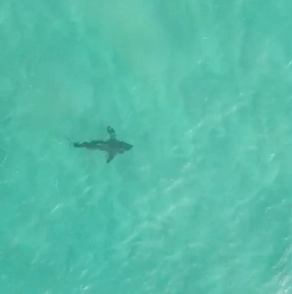 Overhead view of a shark cruising through clear turquoise shallows.