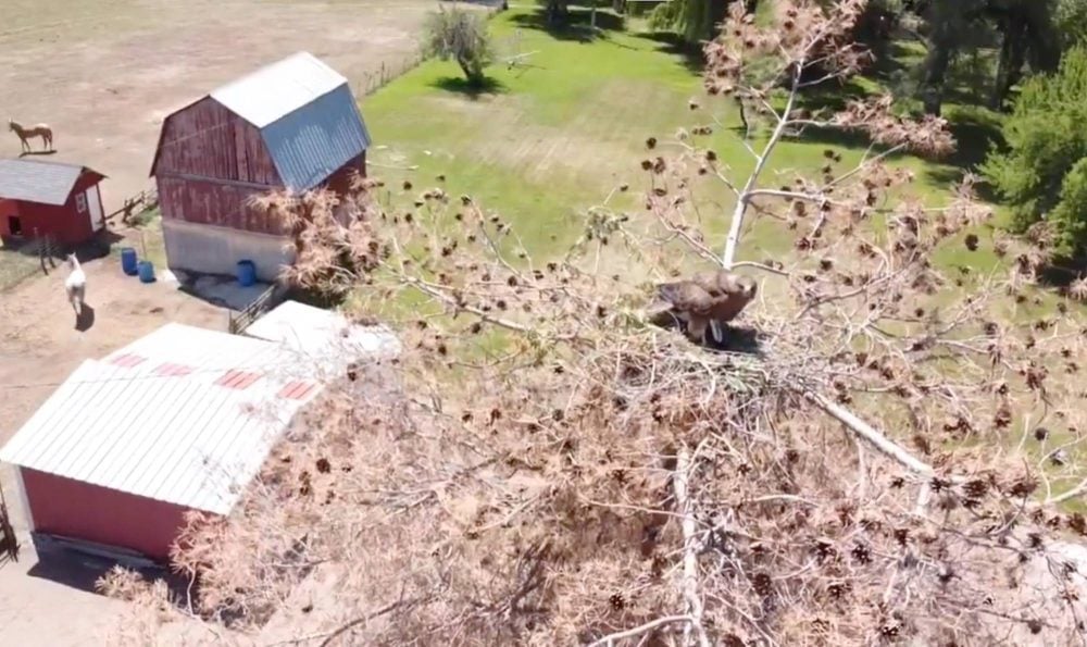 Aerial view of a hawk on its nest in a dead tree above a red barn.