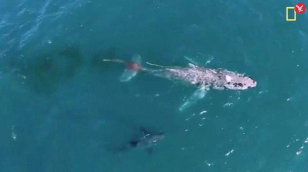 Aerial view of a humpback whale at the surface with a shark circling beneath.
