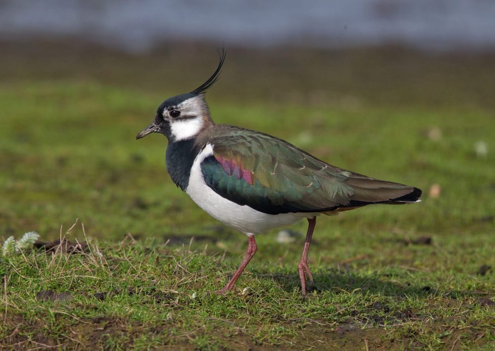 A crested northern lapwing stands on short grass beside a wetland.