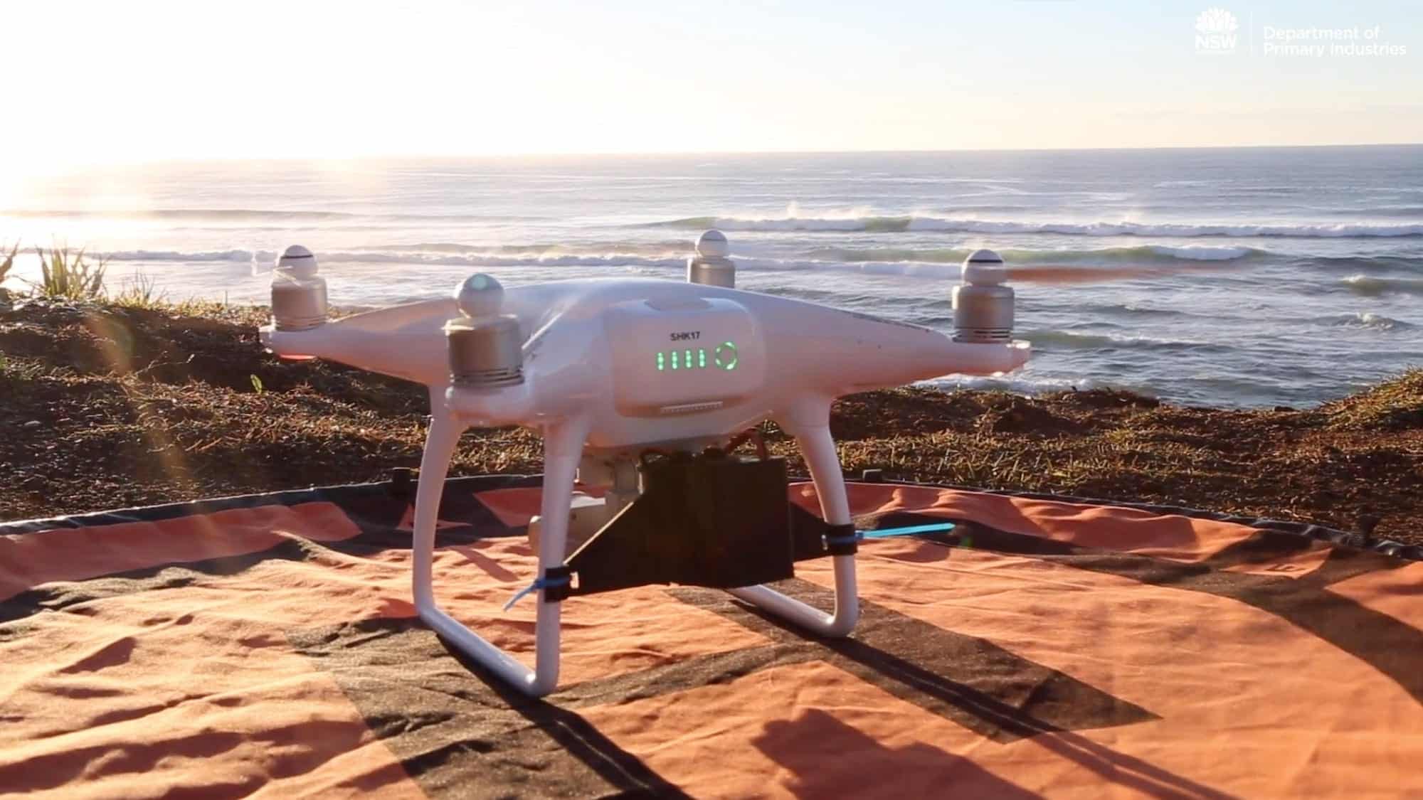 Aerial drone view from a shark surveillance flight over a New South Wales beach.