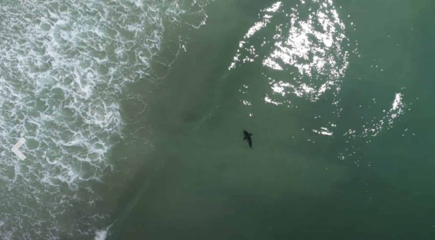 Cal Poly students use artificial intelligence (AI), drones to ‘forecast’ shark encounters