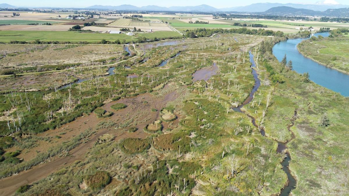 Drone image showing invasive narrow-leaf cattails in the Skagit River Delta tidal marsh.