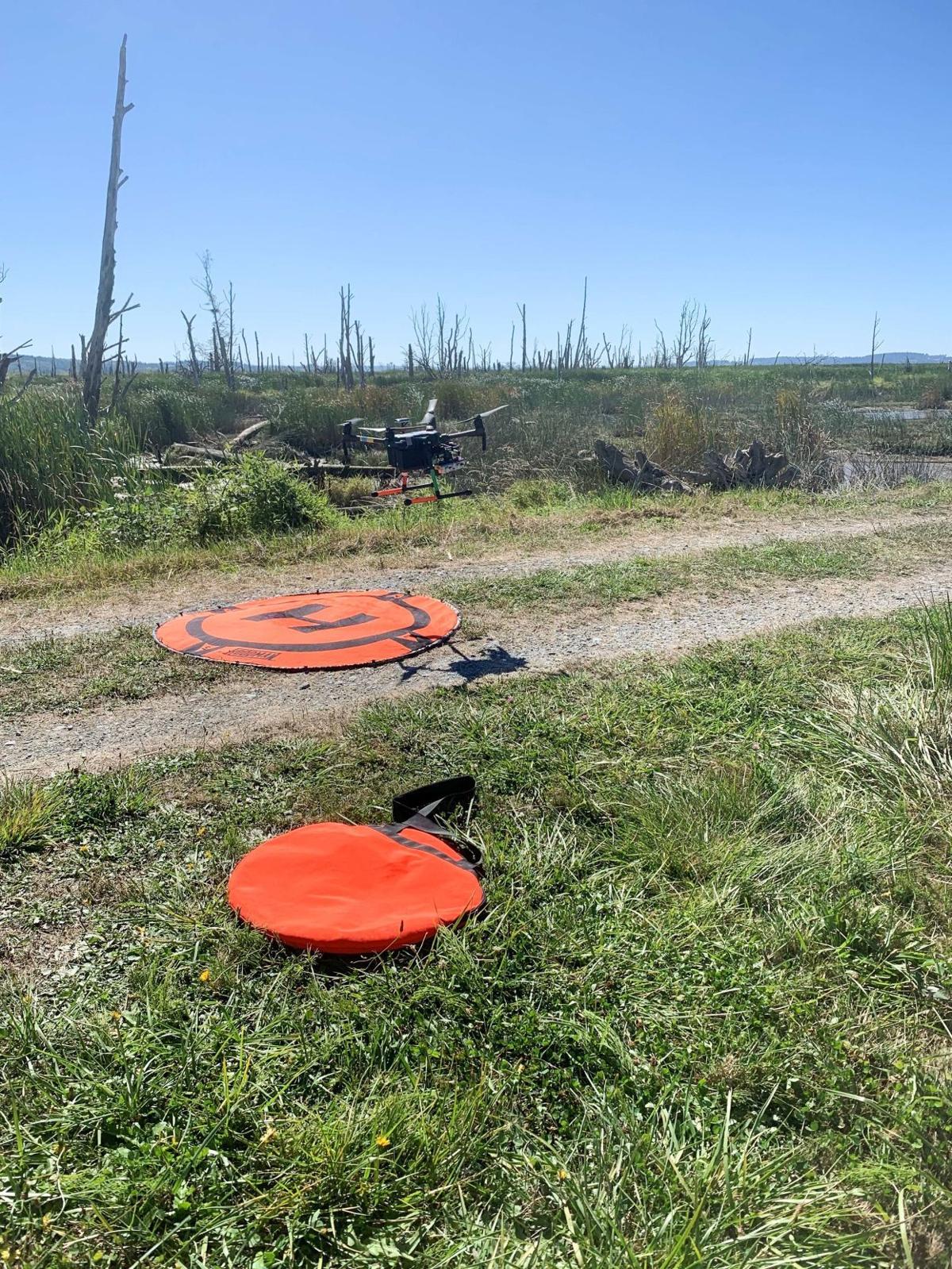 Aerial drone view of tidal marsh habitat in the Skagit Wildlife Area in Washington State.