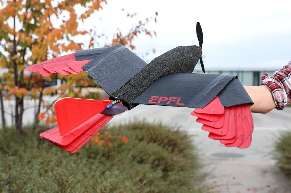 A researcher holds the goshawk-inspired drone with wings spread and tail folded narrow.
