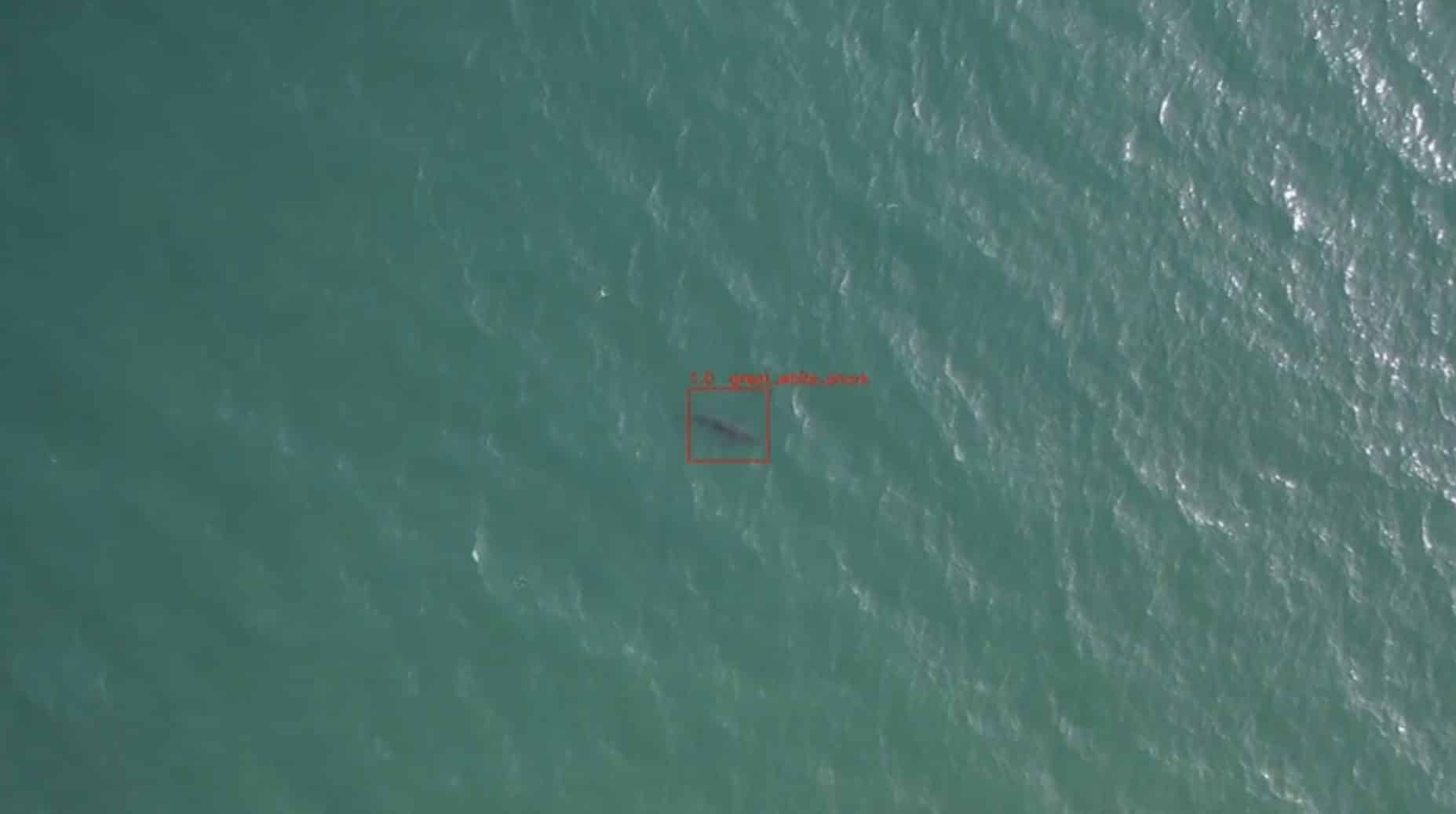 SharkEye uses drones and AI to keep beachgoers safe in California
