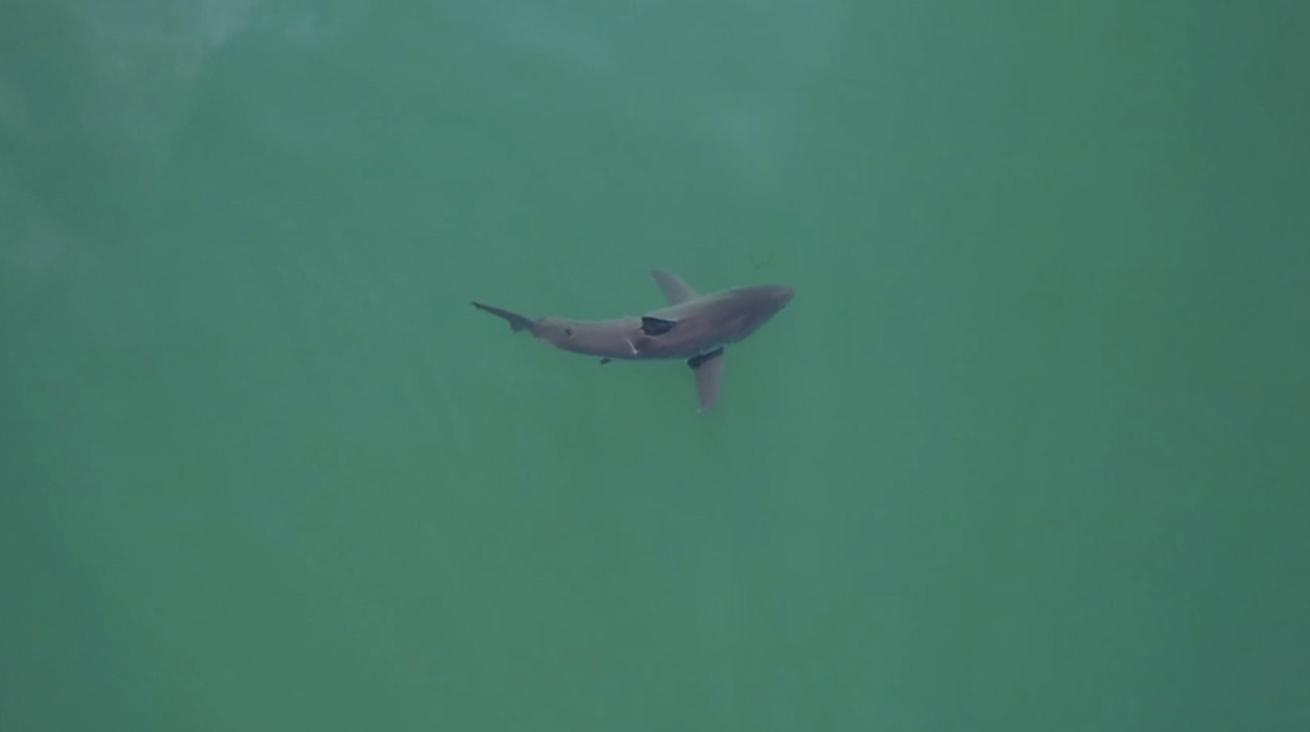 SharkEye uses drones and AI to keep beachgoers safe in California