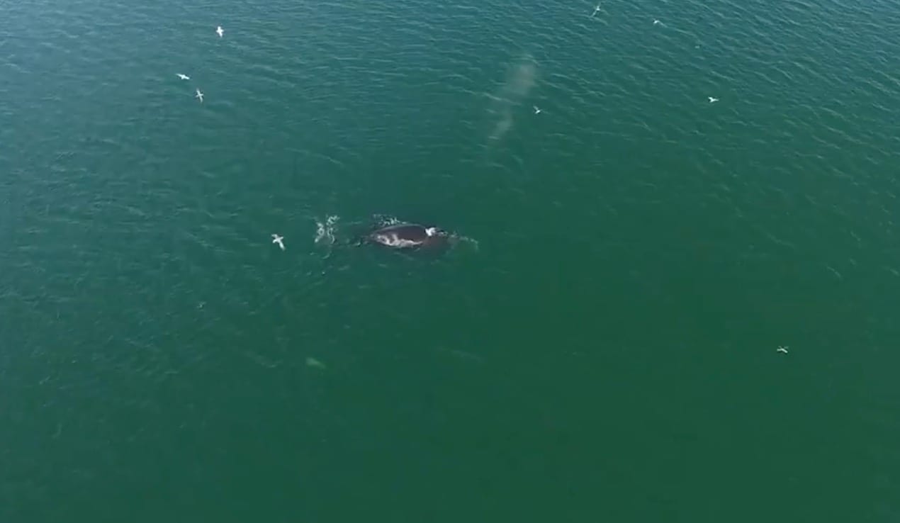 North Atlantic right whale and her calf swimming off Hilton Head Island.
