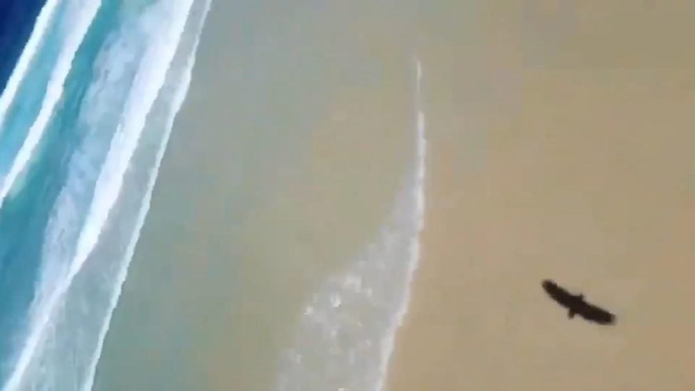 Drone footage of a beach with a large bird of prey closing in from the side.