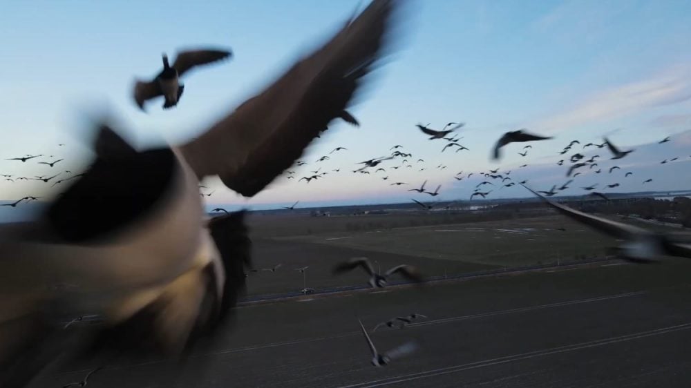 Drone view of a flock of geese scattering in flight above a bare winter field.