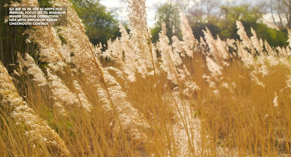 Golden reed grass sample frame overlaid with DJI Air 2S shooting settings text.