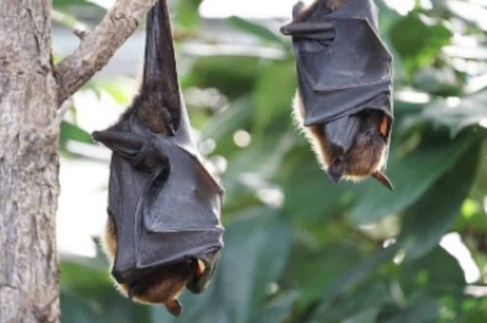 Flying foxes roosting in the canopy, the colony researchers counted from the air.