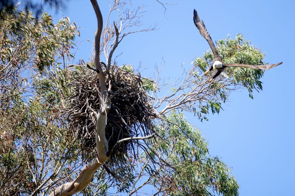 Drone crashes into bald eagles nest