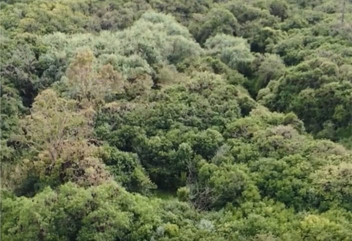 Ordinary aerial photo of the trees sheltering a flying-fox colony.