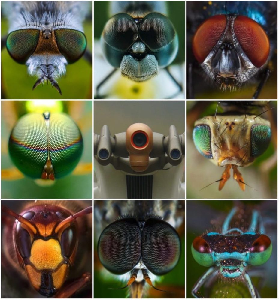 Parrot Anafi AI inspired by insects