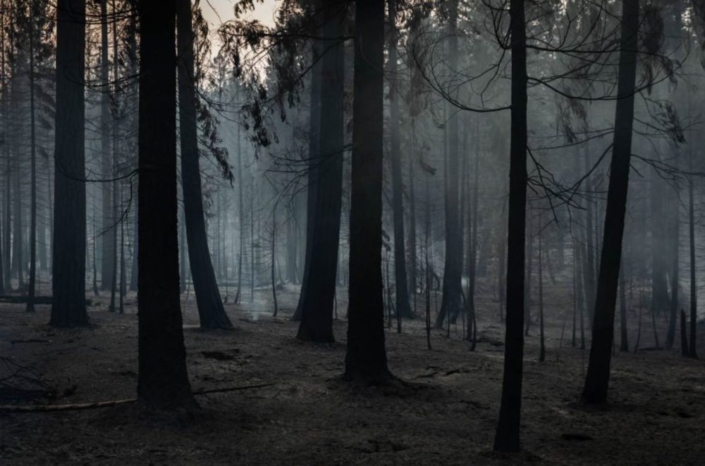 Charred trunks and smoke drifting through a burned forest.