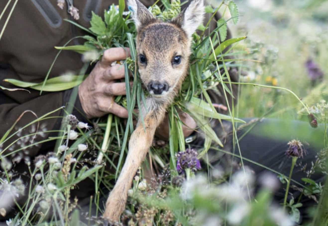 A hand parting meadow grass to reveal a fawn hidden underneath.