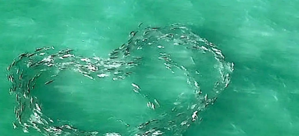 DJI Air 2 drone captures fish in heart-shaped formation off Florida coast