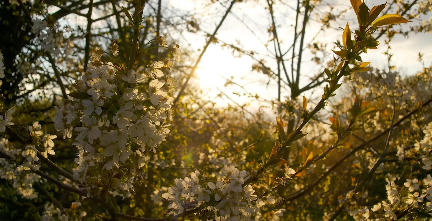 Backlit white blossoms on a branch with sunlight breaking through behind.