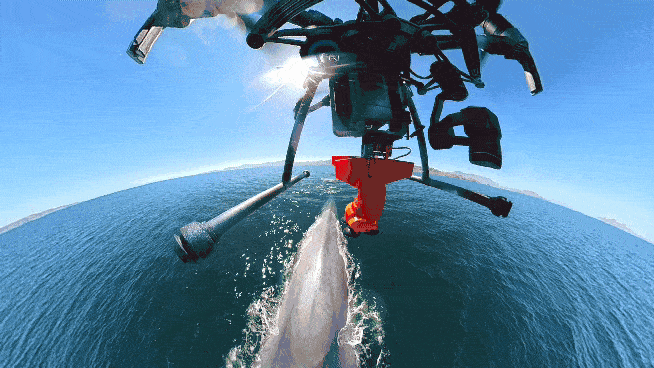 Animation of an Ocean Alliance drone dropping a suction-cup tag onto a surfacing whale.