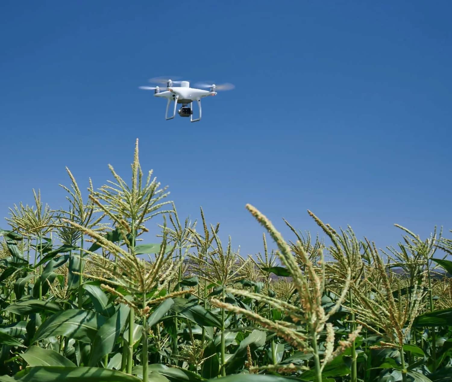 DJI P4 Multispectral quadcopter flying above a tasseling cornfield under blue sky.