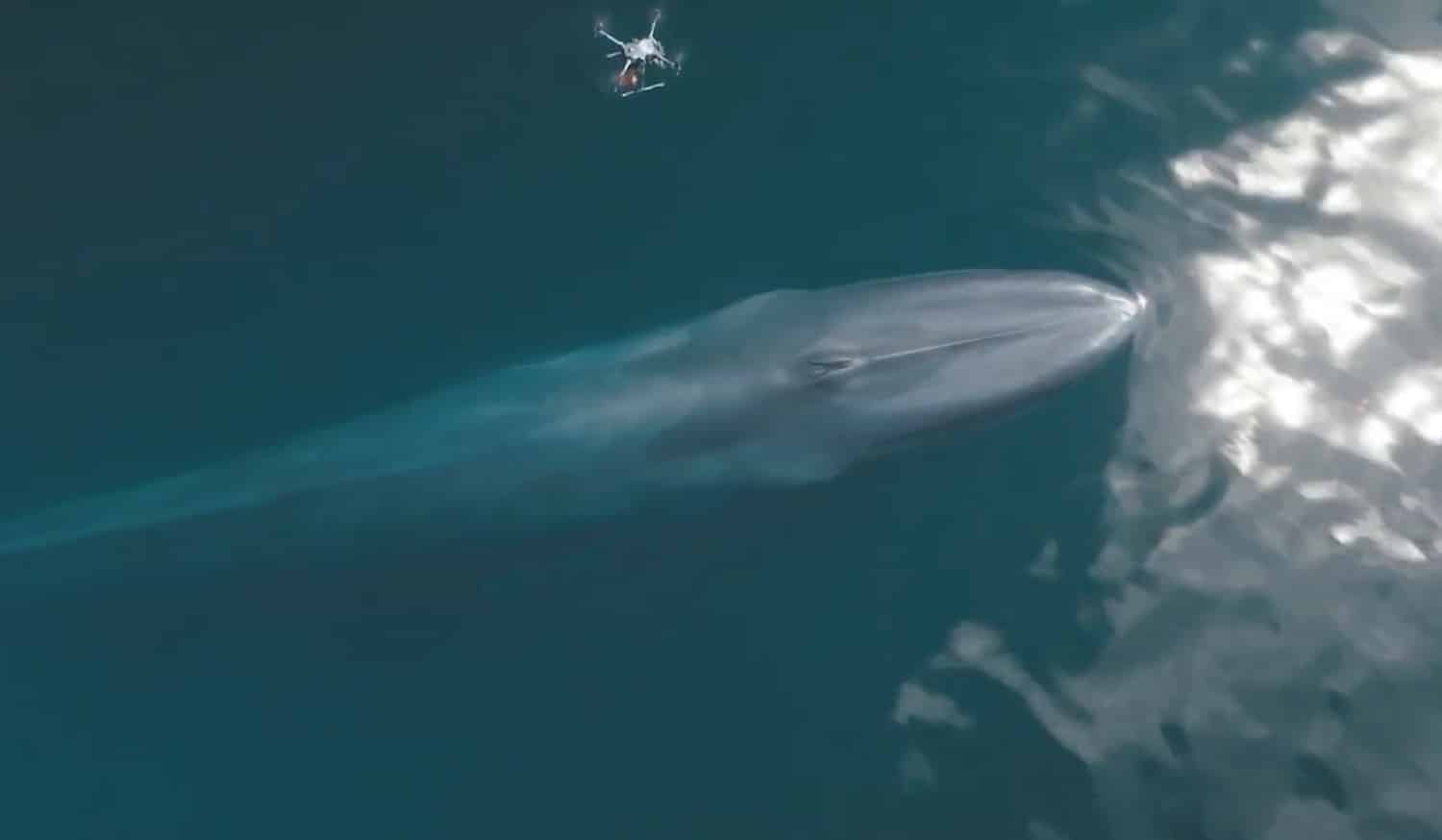 Remember the SnotBot? Now they use drones to tag whales as well!