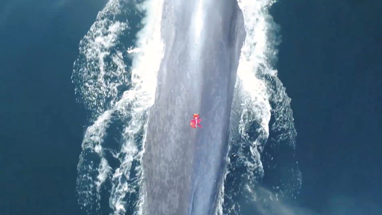 Remember the SnotBot? Now they use drones to tag whales as well!