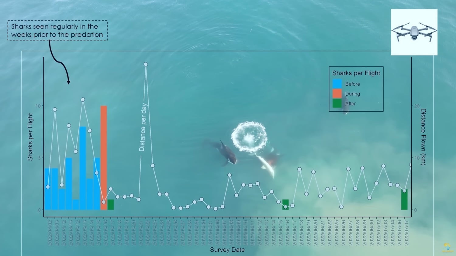 Research graphic charting shark sightings per flight over an aerial view of turquoise water.
