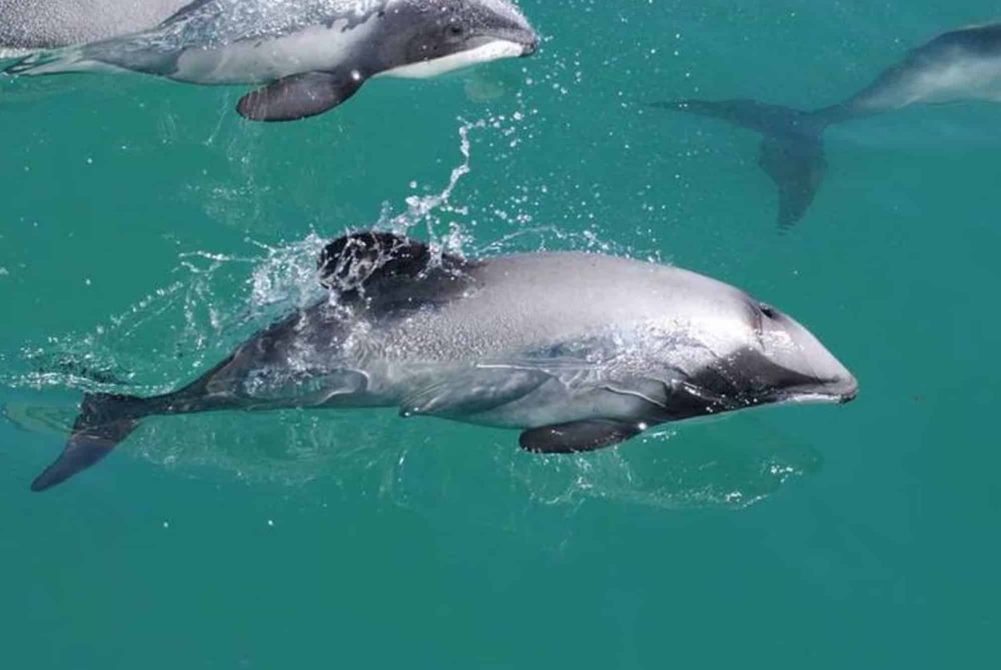 Close view of Maui dolphins swimming together in clear green-blue water.