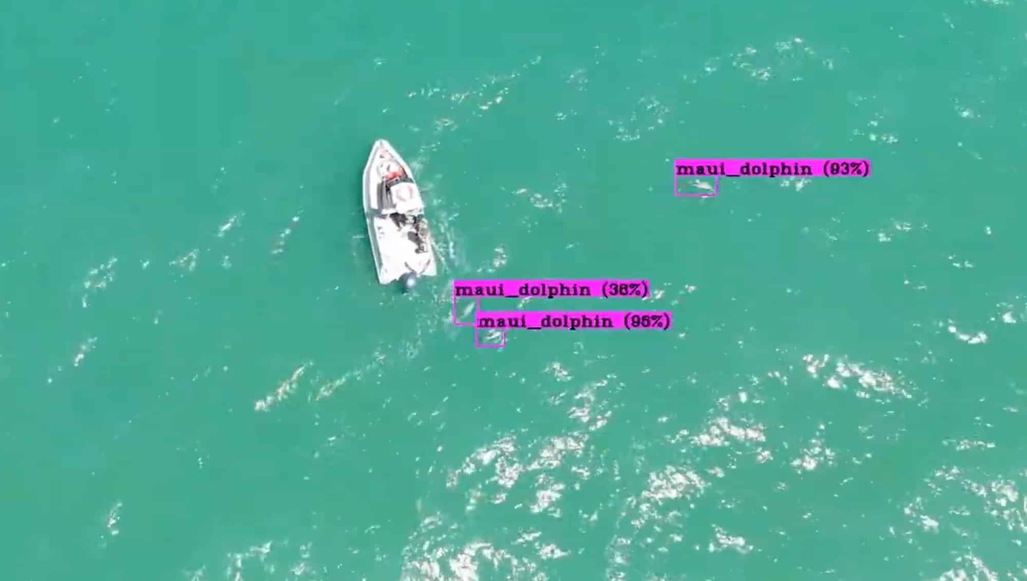 Aerial view with AI boxes labeling Maui dolphins beside a small boat offshore.