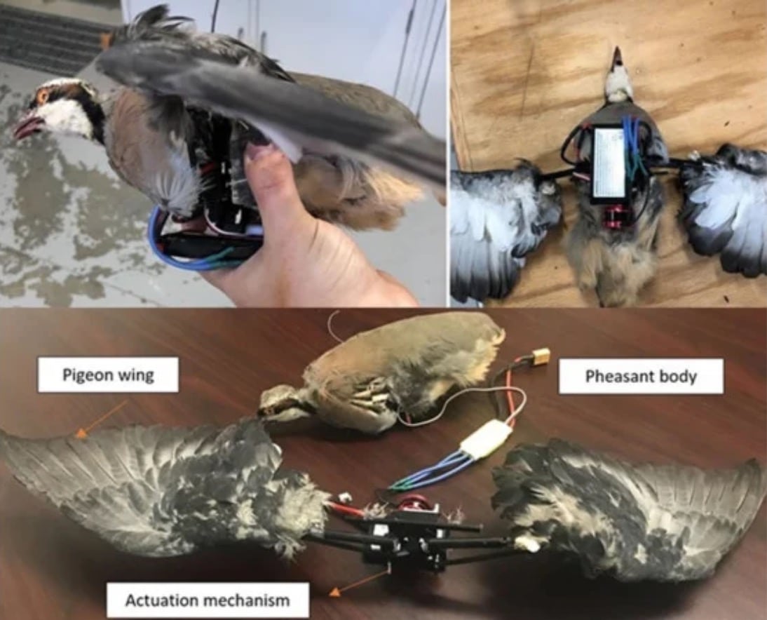 Researchers use dead birds as spy drones to monitor wildlife