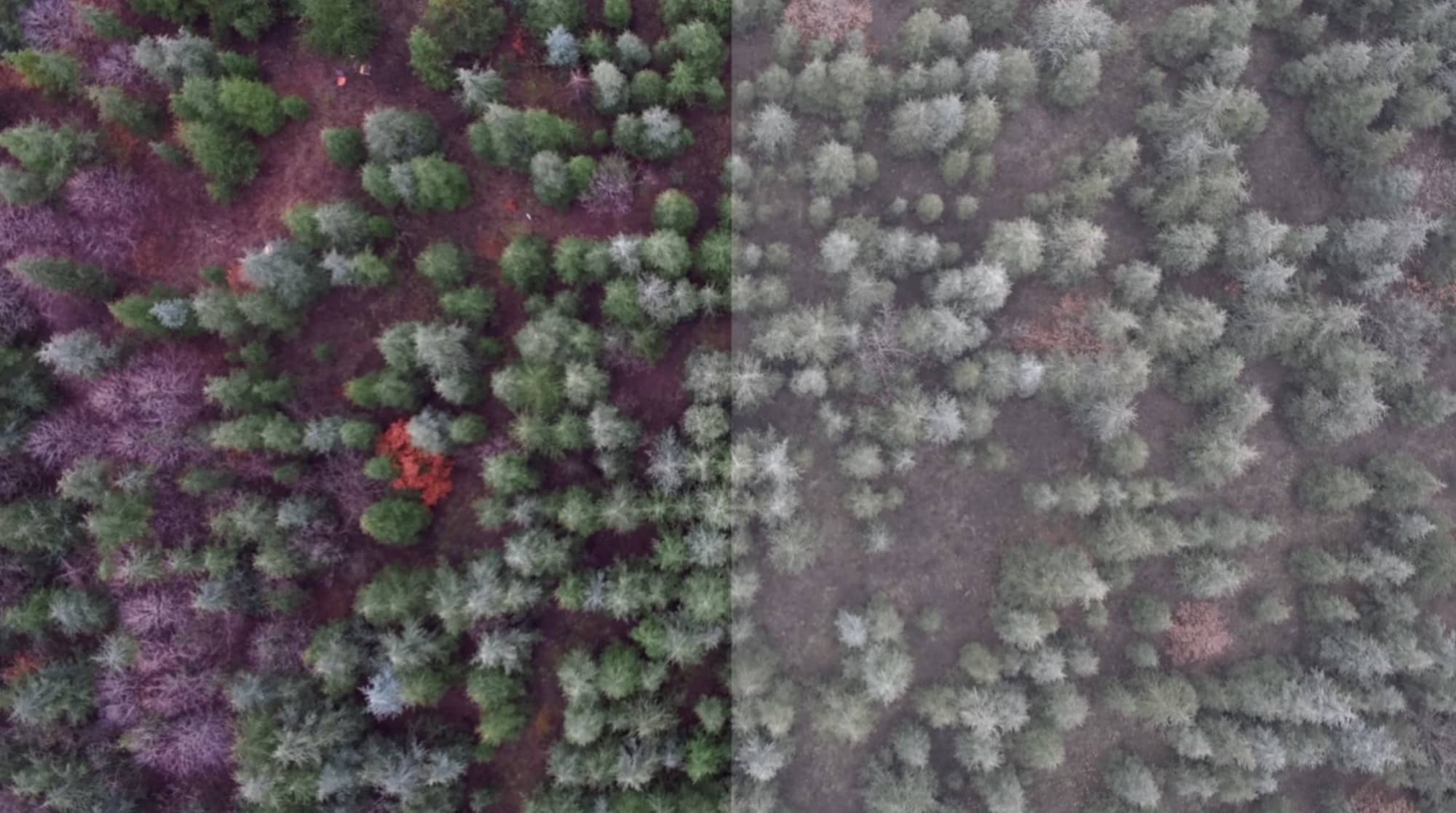A daytime frame shot with the Evolve 2 in 4K at 25 frames per second.
