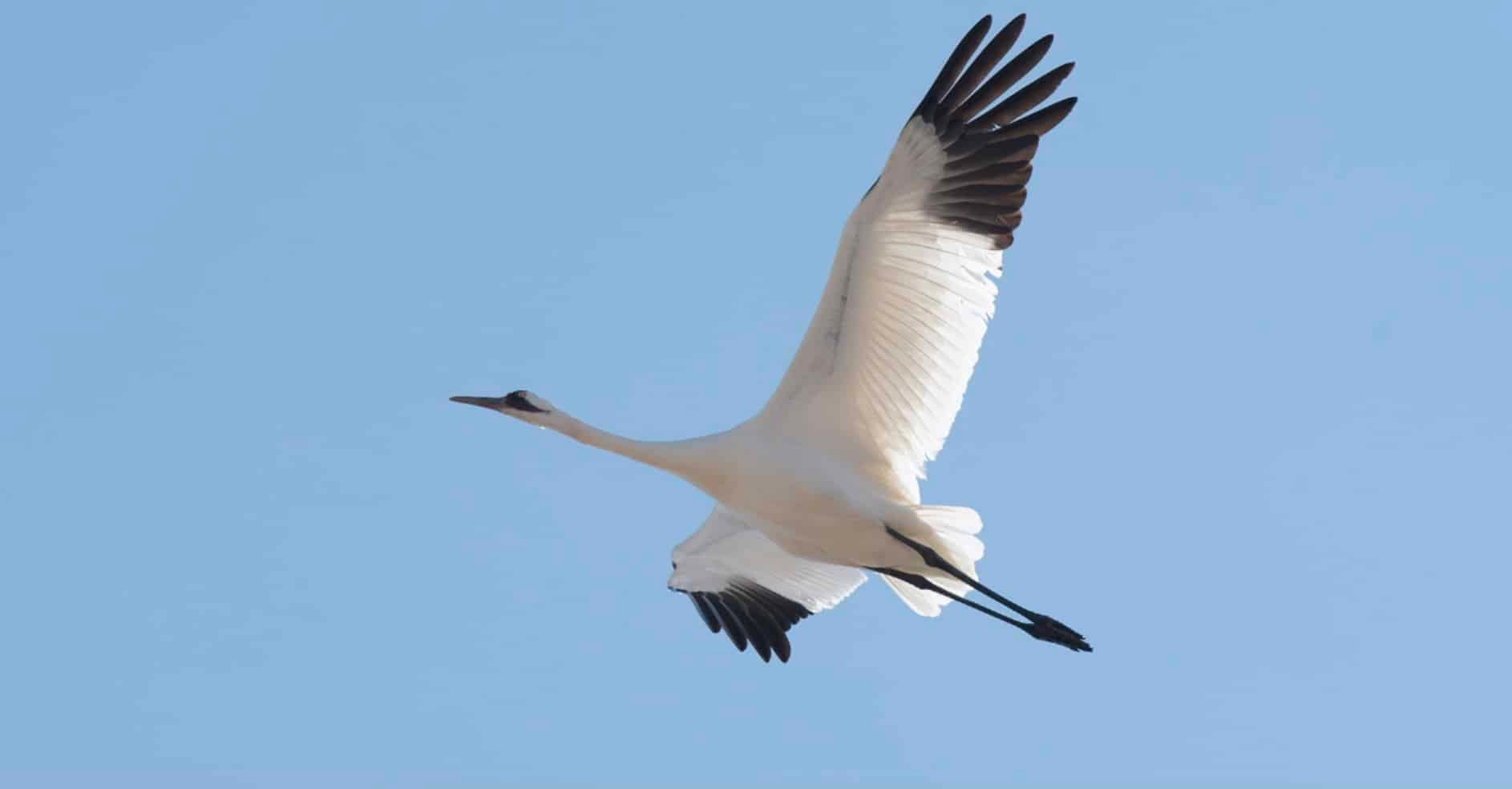 A large white crane with black wingtips flies against a clear blue sky.