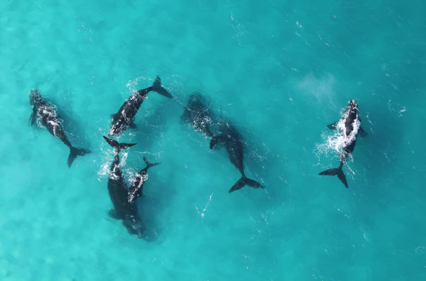 Aerial view of humpback whales swimming through clear turquoise water.