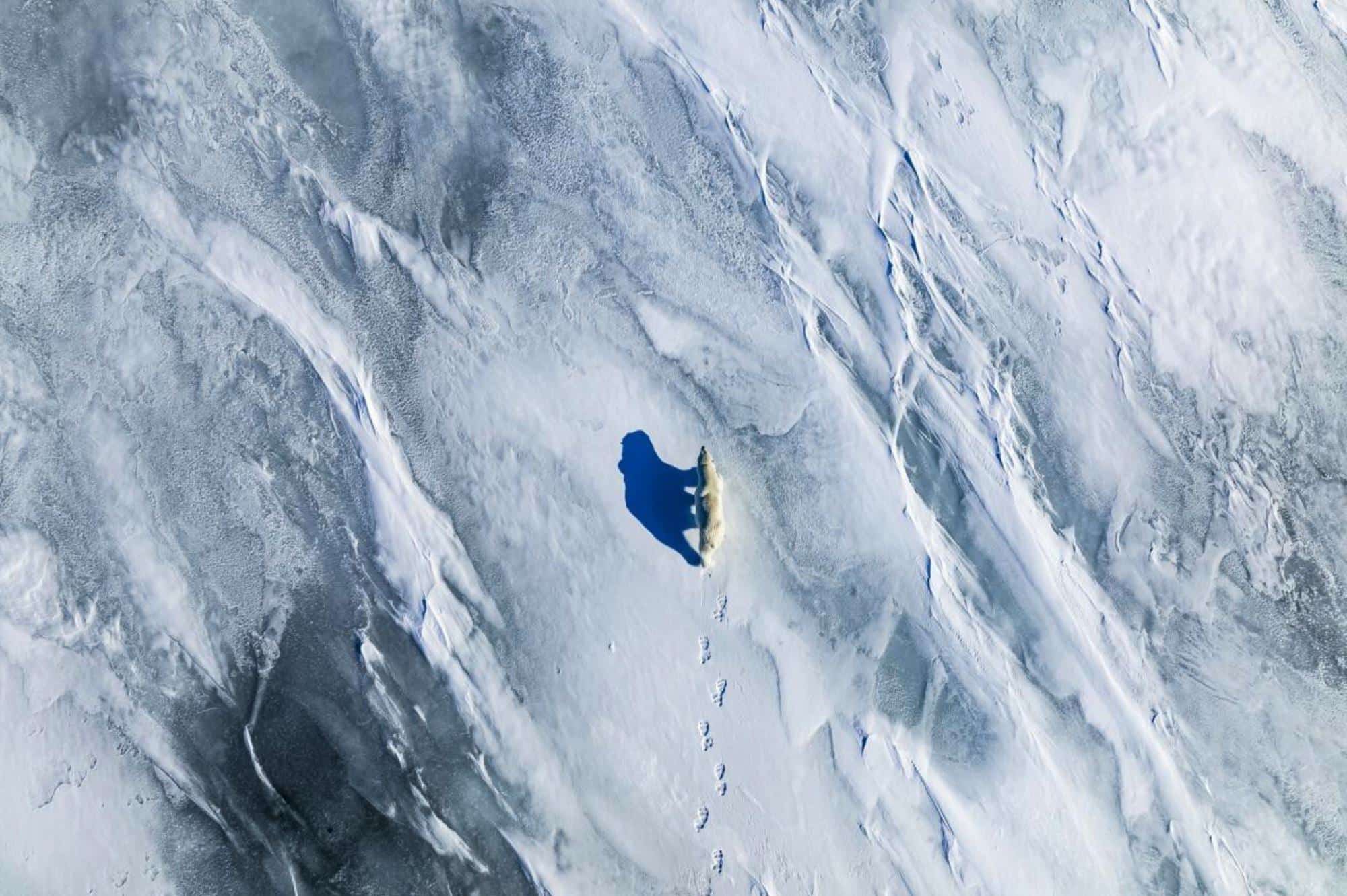 On the thin ice by Florian Ledoux. A colossal male polar bear strides on the fragile ice of late spring in Svalbard. Each year, the sea ice region in Svalbard diminishes, as this area experiences a warming rate seven times quicker than the global average.