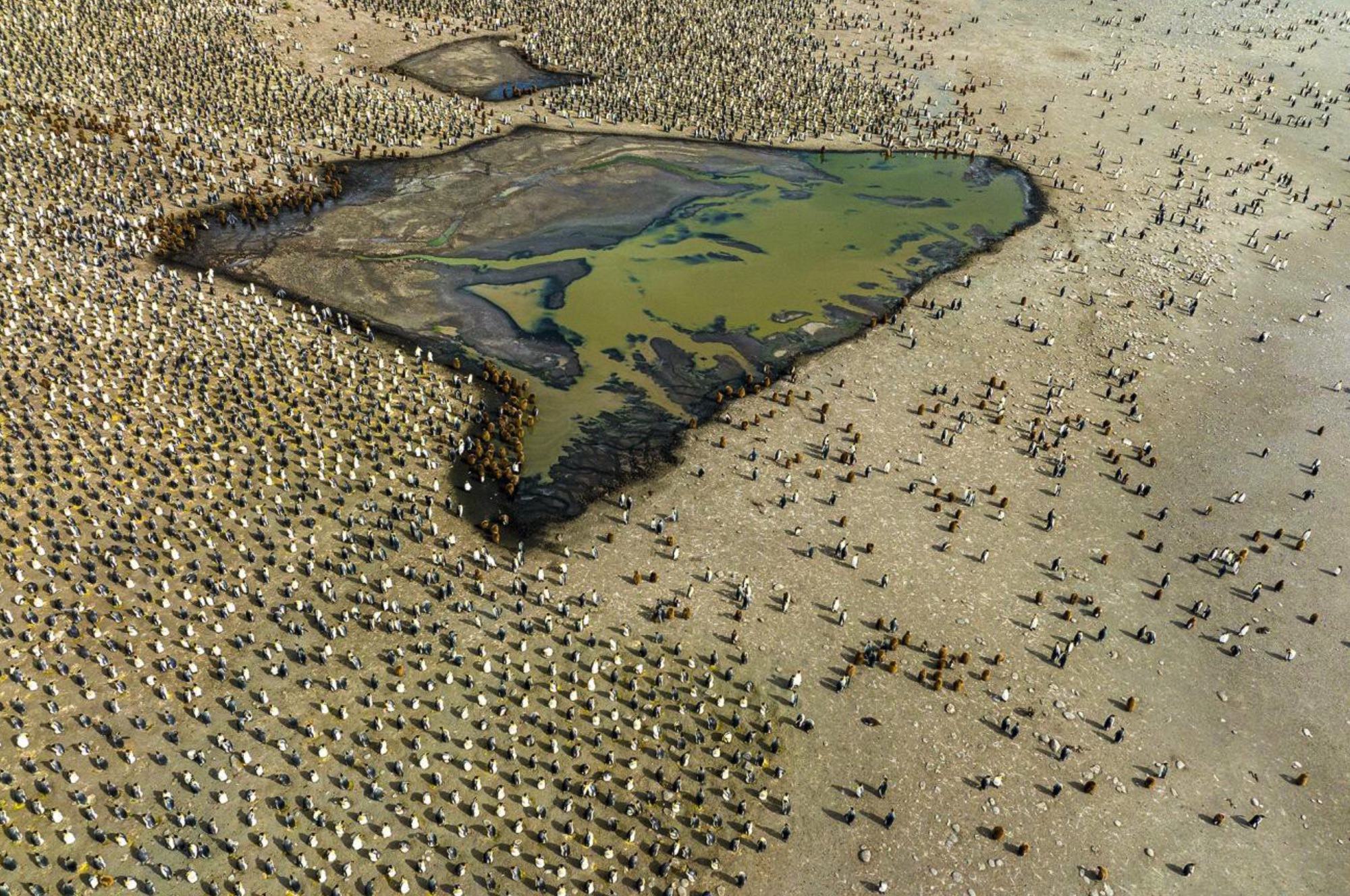 Gathering in Gold Harbour by Renato Granieri. Hordes of king penguin juveniles assemble near a freshwater pool. Both the molting grown-ups and the fledglings steer clear of the water due to their non-water-resistant plumage, preferring to remain in proximity to freshwater supplies for hydration purposes.