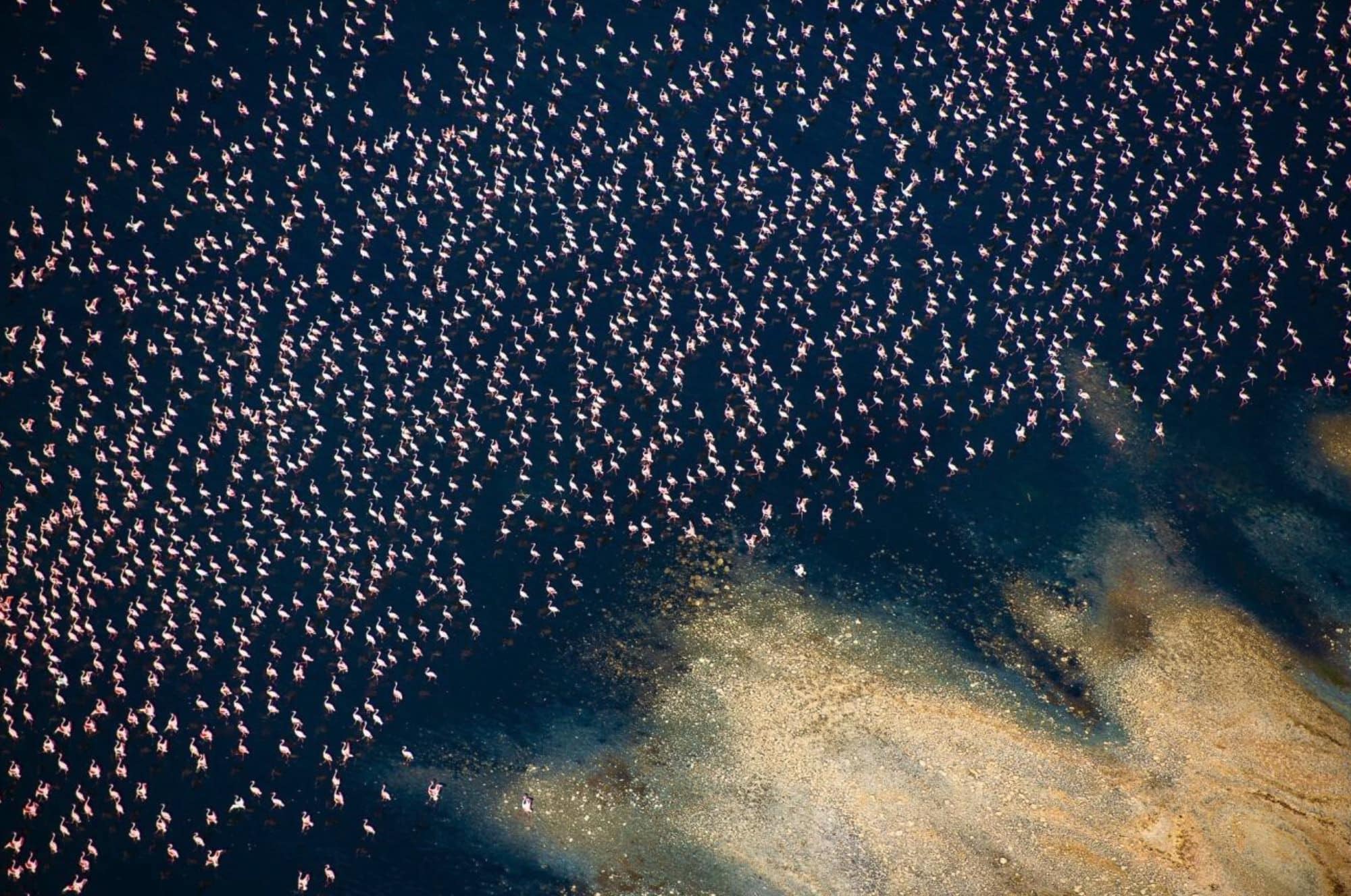 Flamingos by Thomas Vijayan. Throughout the monsoon period, the stunning flamingos populate the Rift Valley. 'I was lucky to dedicate ample time capturing as many images as possible, with each snapshot presenting a unique and beautiful scene,' the photographer shared.