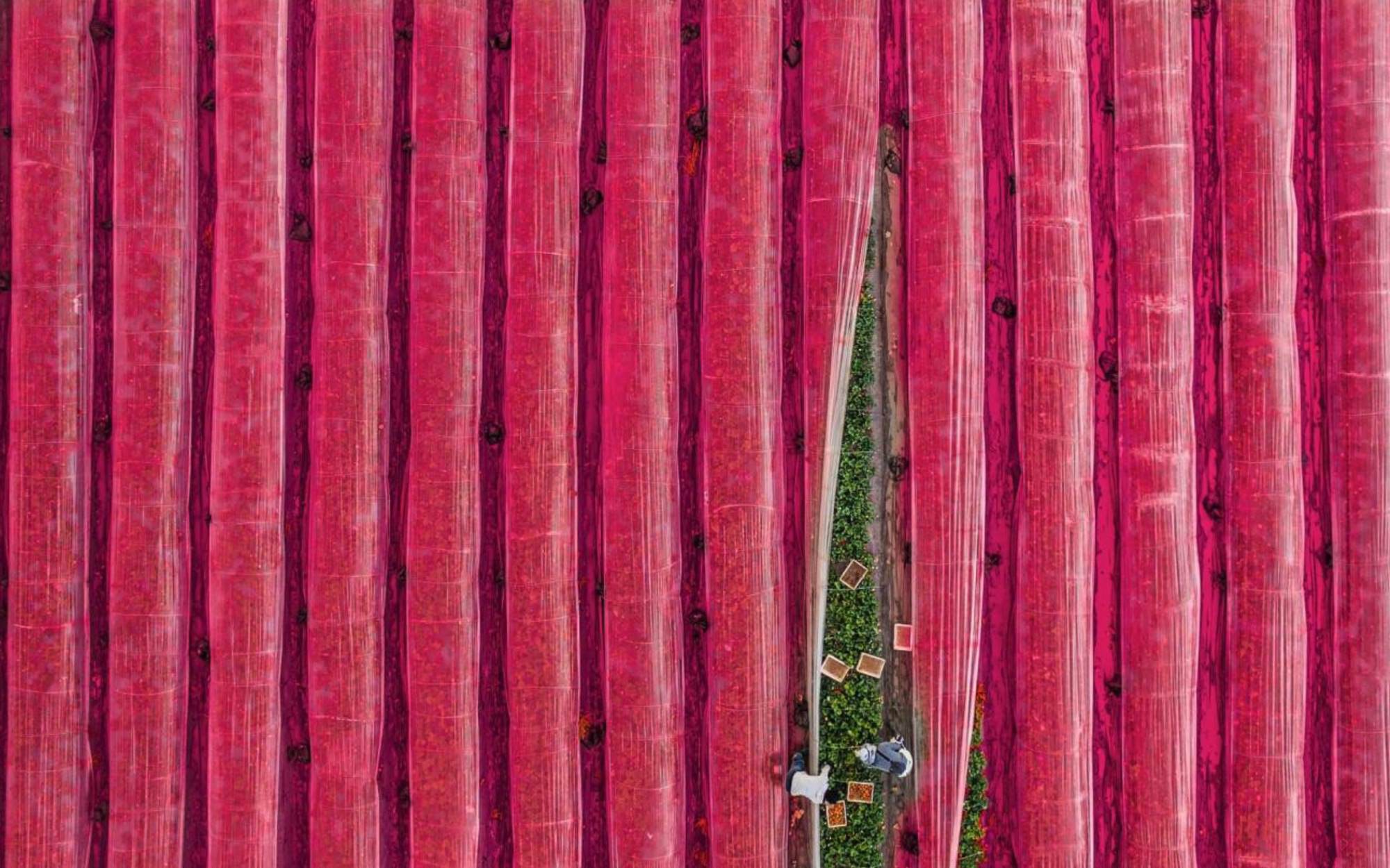 Strawberry show by Guy Shmueli. From a bird's-eye view, the daybreak over the strawberry field resembles a theater curtain unveiling ahead of a grand performance. This scene was captured towards the tail end of winter near the city of Hadera, in Israel.