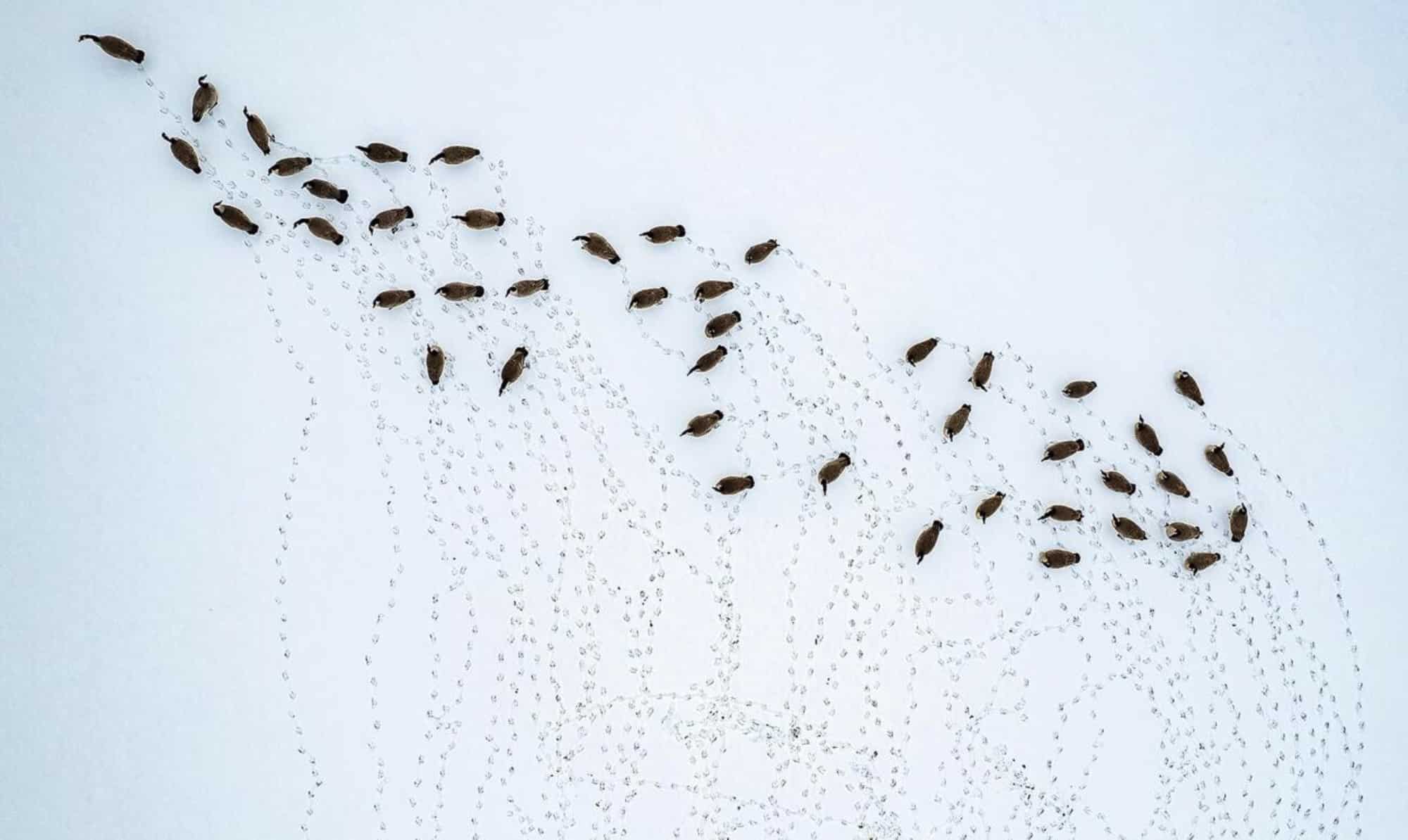 Fresh Tracks by Austin Johnson. On December 20, 2022, a group of Canada geese imprints a path on the untouched snow of Harris Field in Lewiston, Idaho. Canada geese, possessing wingspans between 4 and 6 feet, are capable of covering up to 1,500 miles in a single day, given suitable weather conditions.