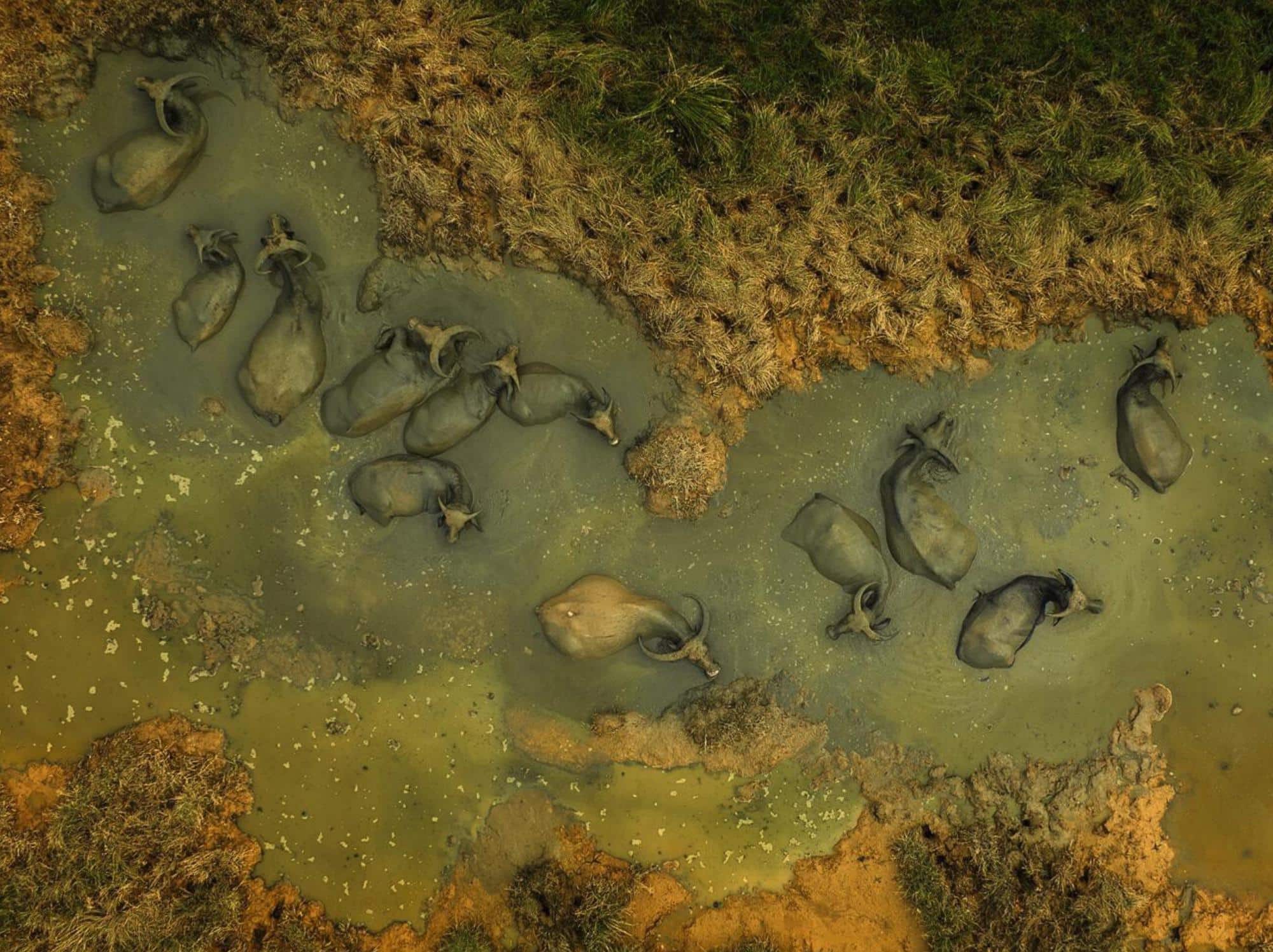 The Buffalos Bath by Kiah Hwa Ng. From a high vantage point, a herd of buffalo are seen immersing themselves in a pond, seeking relief from the scorching midday sun. The striking contrast between the buffalo and their environment forms a captivating picture bathed in earthy hues. The image was obtained using the DJI Mavic 3 drone.