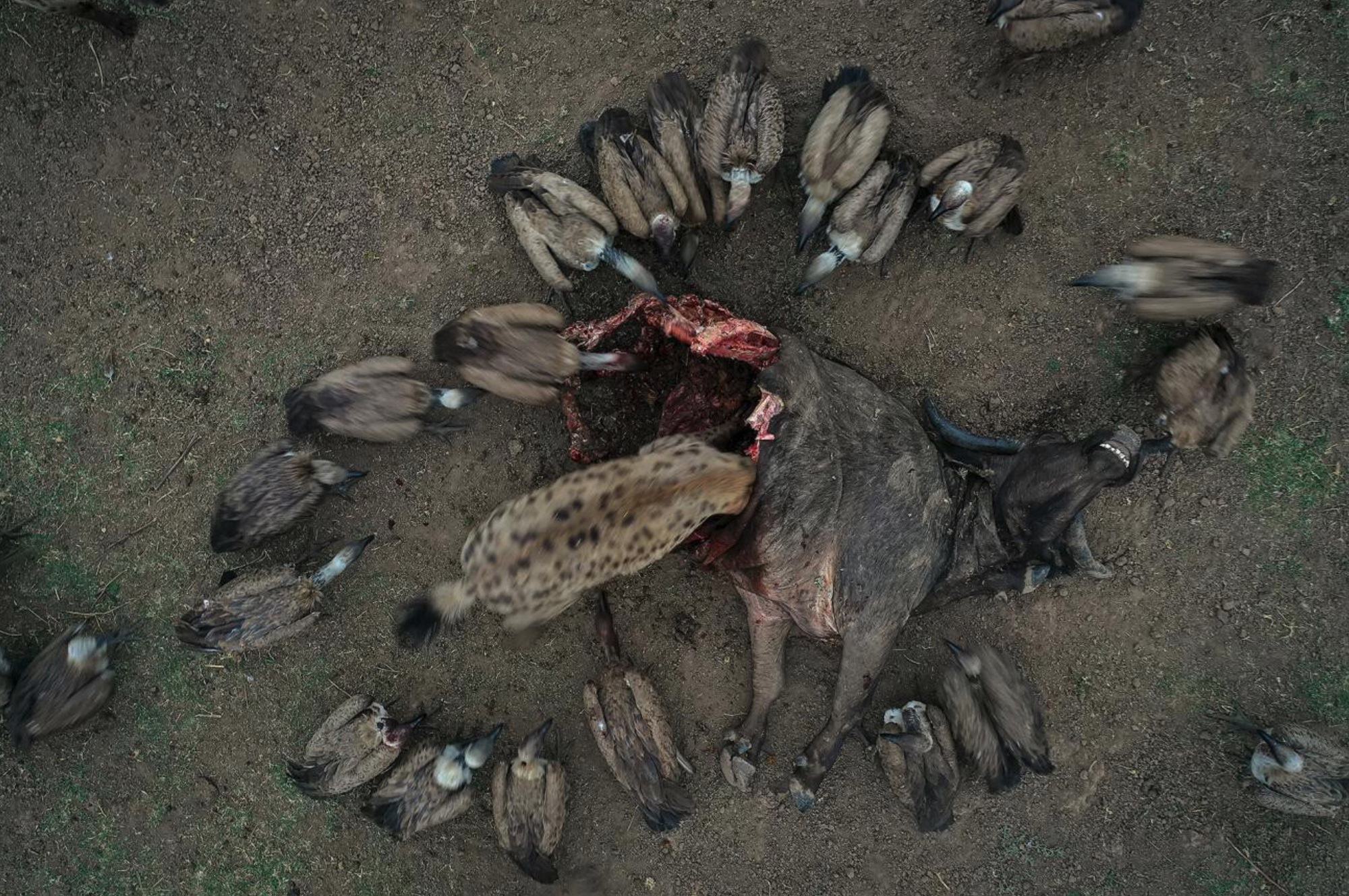 Main course by Igor Altuna. Captured in the South Luangwa National Park, this image presents the remnants of a buffalo, fallen prey to lions. It won't be long before hyenas and vultures ensure nothing is left untouched.