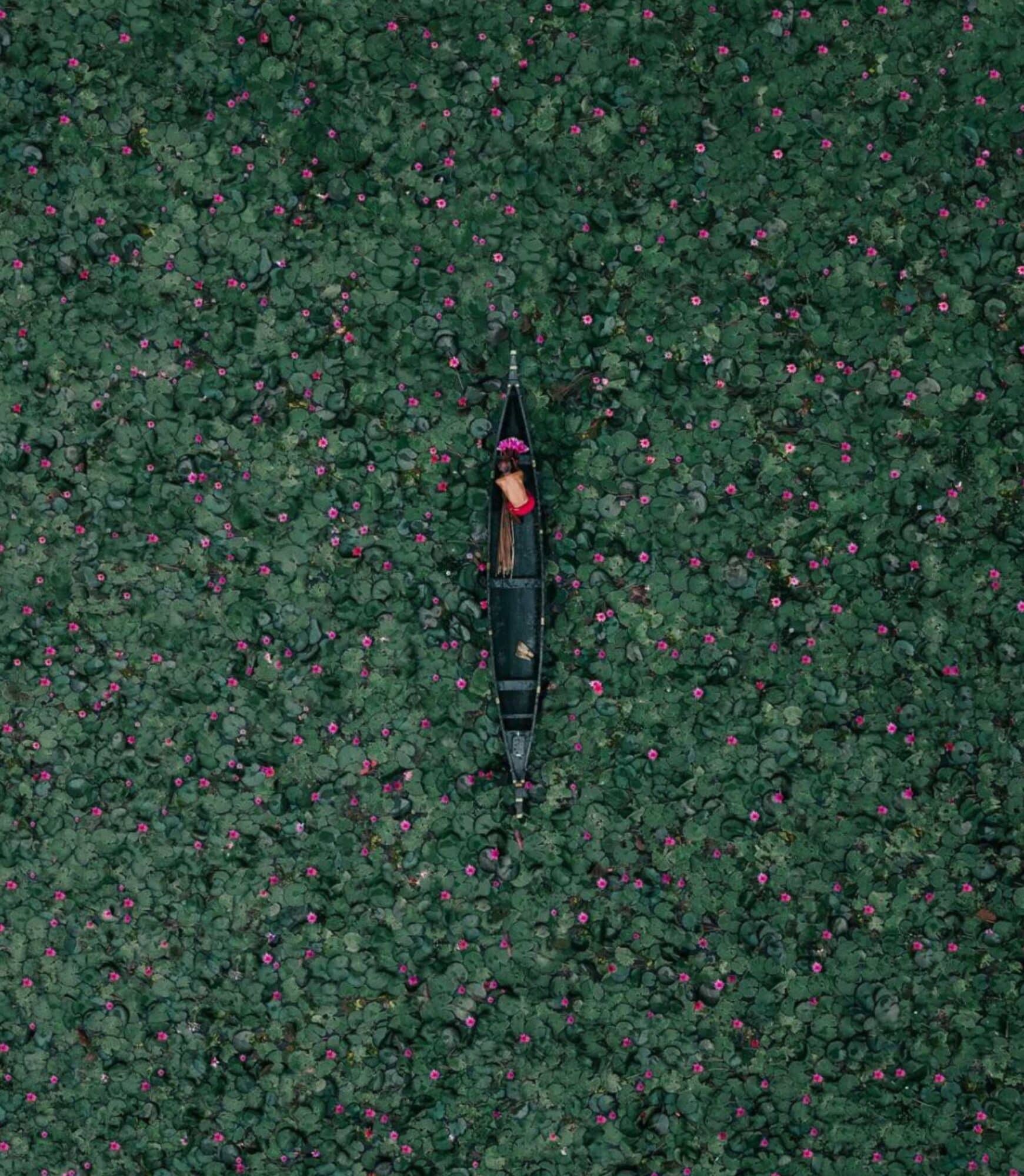 Lilies, Lilies Everywhere by Savadmon Avalachamveettil. Malarikkal, a hidden gem in Kerala, is gradually gaining recognition among locals. Each year, between September and October, the entire area transforms into a mesmerizing spectacle as water lilies bloom, blanketing the region in a stunning sea of soft pink.